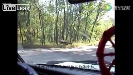 Un tigre s'attaque à une voiture et arrache le pare-choc