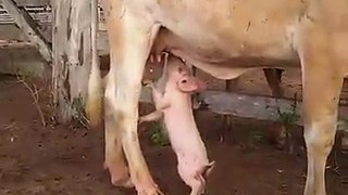 Piglet Drinking Milk From A Cow