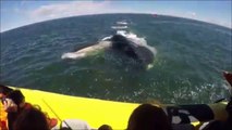 Une baleine qui surgit bouche grande ouverte en direction d'un bateau plein de touristes !