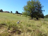 Largo du Fief d'Epsom à l'entrainement sur pigeon.