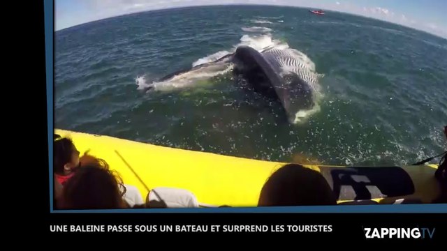 Une baleine passe sous un bateau de touristes, les images impressionnantes (Vidéo)