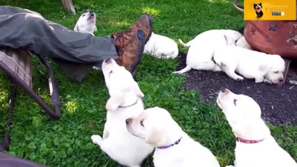 Funny Cute Puppies Dogs Compilation 2016 - HD !