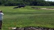 Un alligator géant se ballade sur un green de golf... flippant
