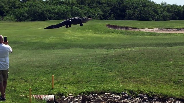 Un alligator géant se ballade sur un green de golf... flippant