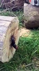 Il coupe un tronc d'arbre et là, SURPRISE... Regardez ce qu'il trouve dedans