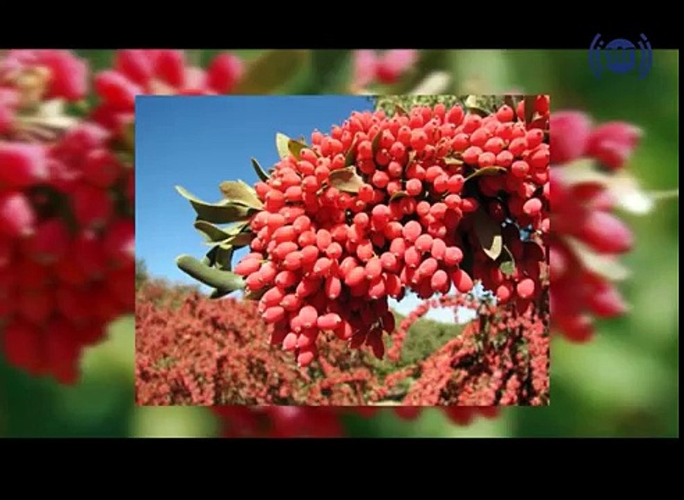 ghiza wa malija Episode 5 - غذا و معالجه قسمت 5