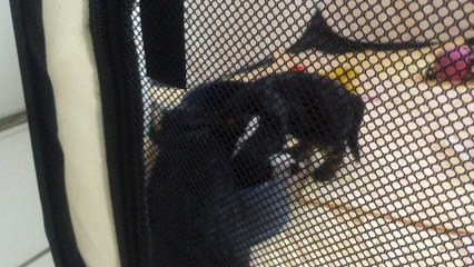 la découverte des croquettes