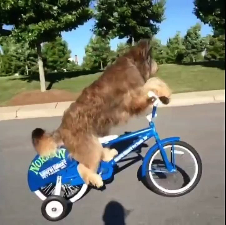 estos perros si que valen