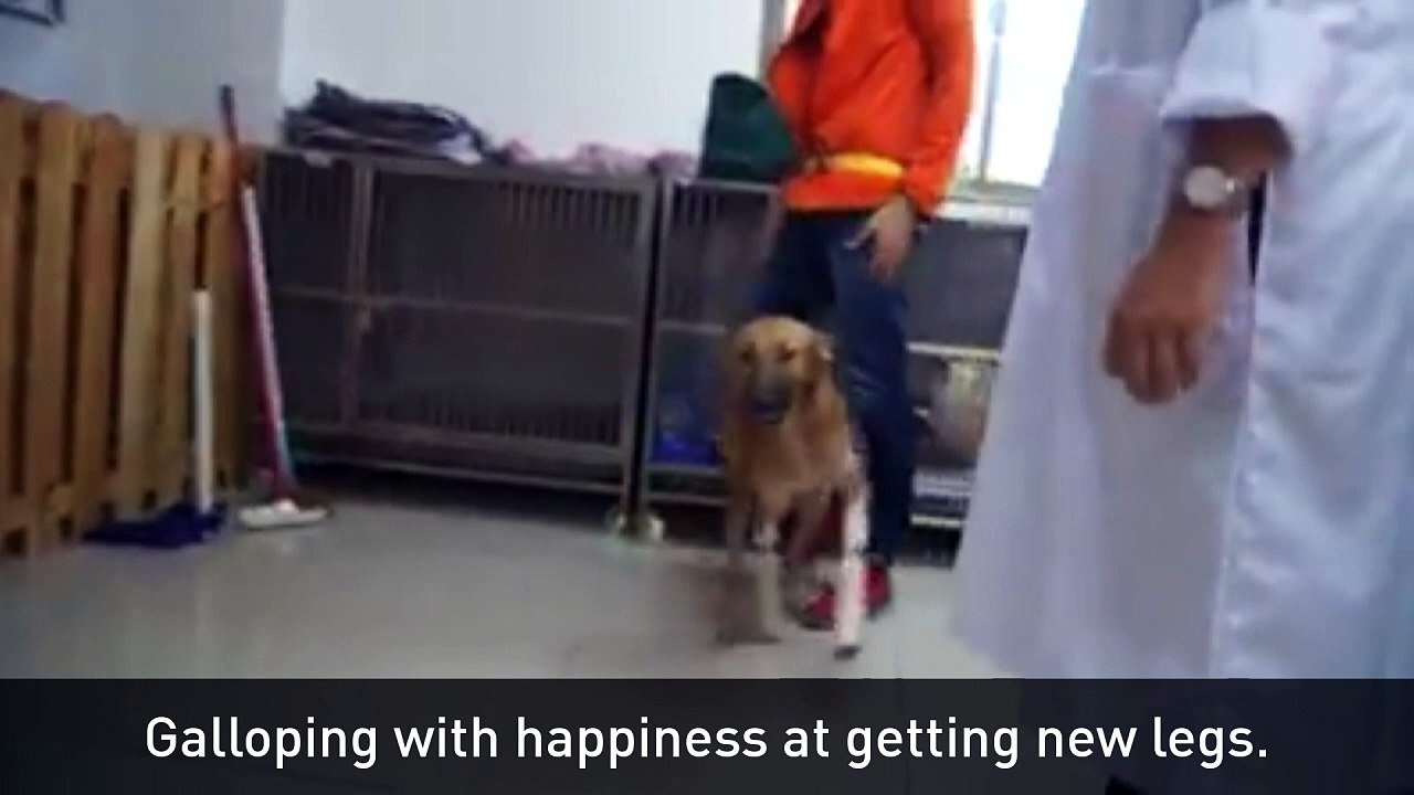 Dog who lost legs in sword attack gets prosthetics