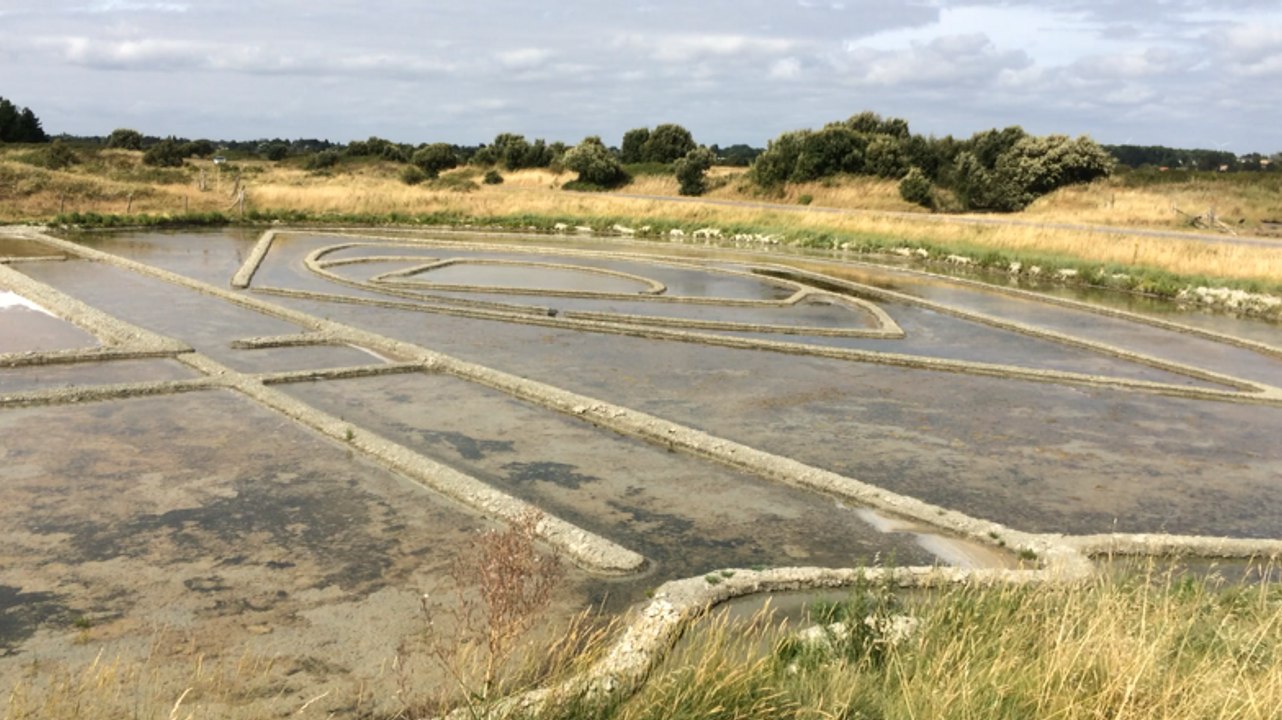 Début de la récolte dans les salines de Millac