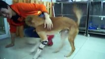 Dog who lost legs in sword attack gets prosthetics