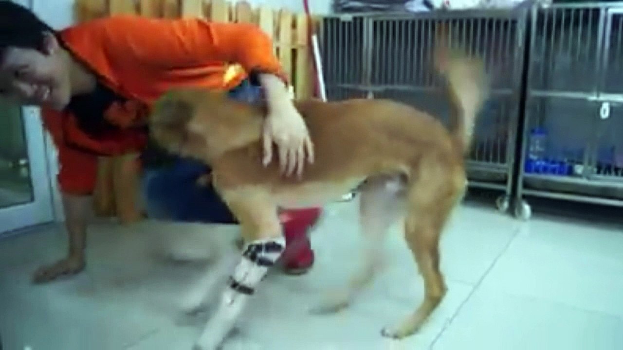 Dog who lost legs in sword attack gets prosthetics