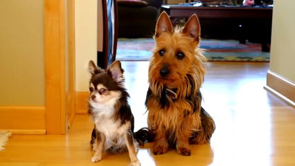 Little Dog Blames the Other One For Pooping in the Kitchen !