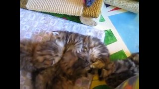 Funny Cute Kitten Videos For Kids Cute Kitten Compilation Funny Cat Videos Dailymotion Funny Cute Kitten Videos