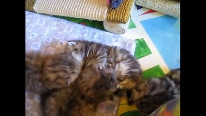 Funny Cute Kitten Videos For Kids Cute Kitten Compilation Funny Cat Videos Dailymotion Funny Cute Kitten Videos