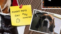 Only funny animals can make you laugh so hard you cry - Funny animal compilation