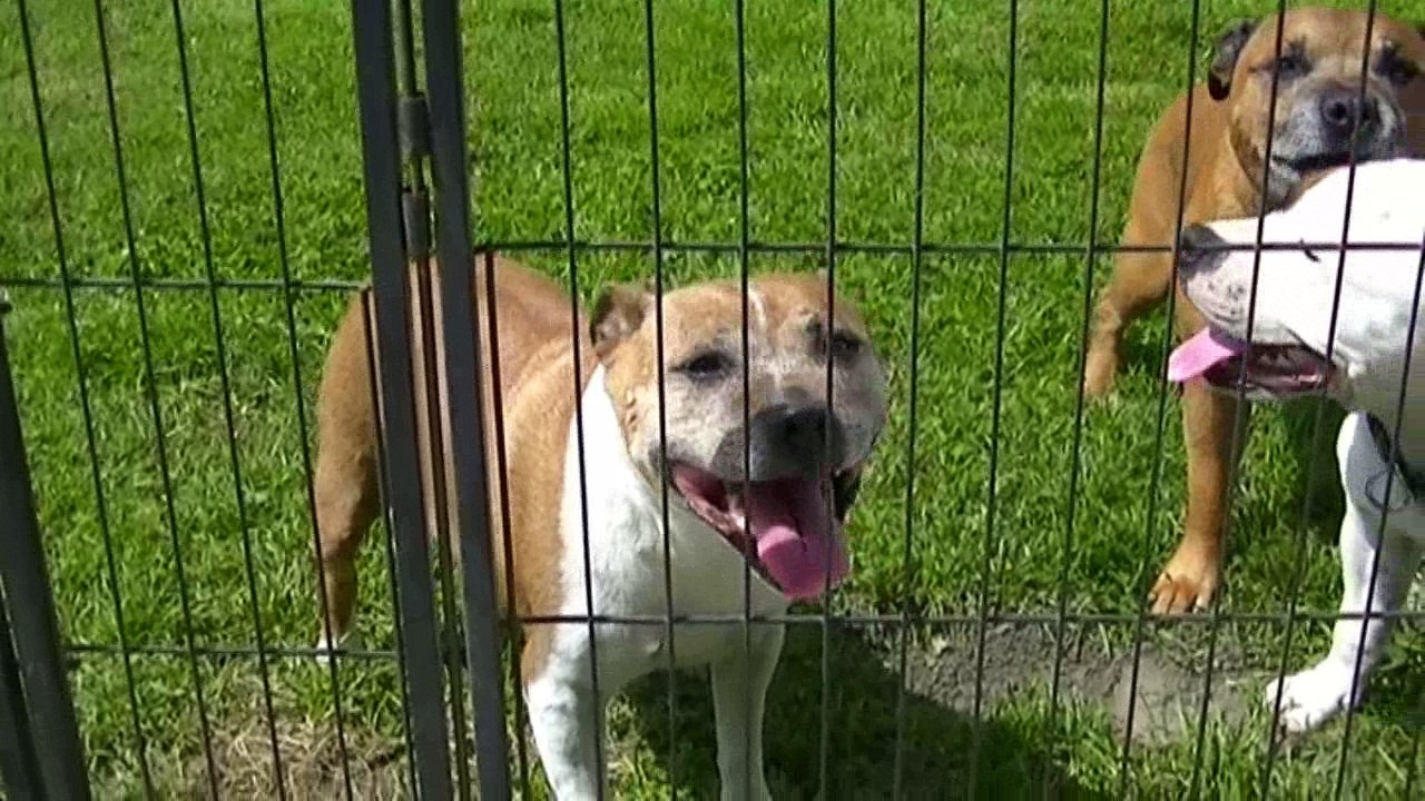 23.3 La vie avec nos loulous de STAFFORDLAND