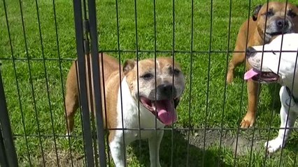 23.3 La vie avec nos loulous de STAFFORDLAND