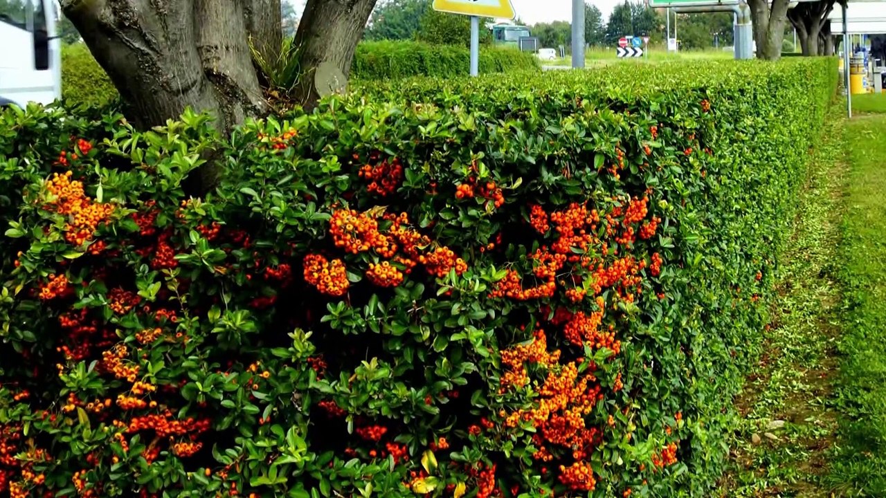 STIHL HSA B5 Hedge Trimmer