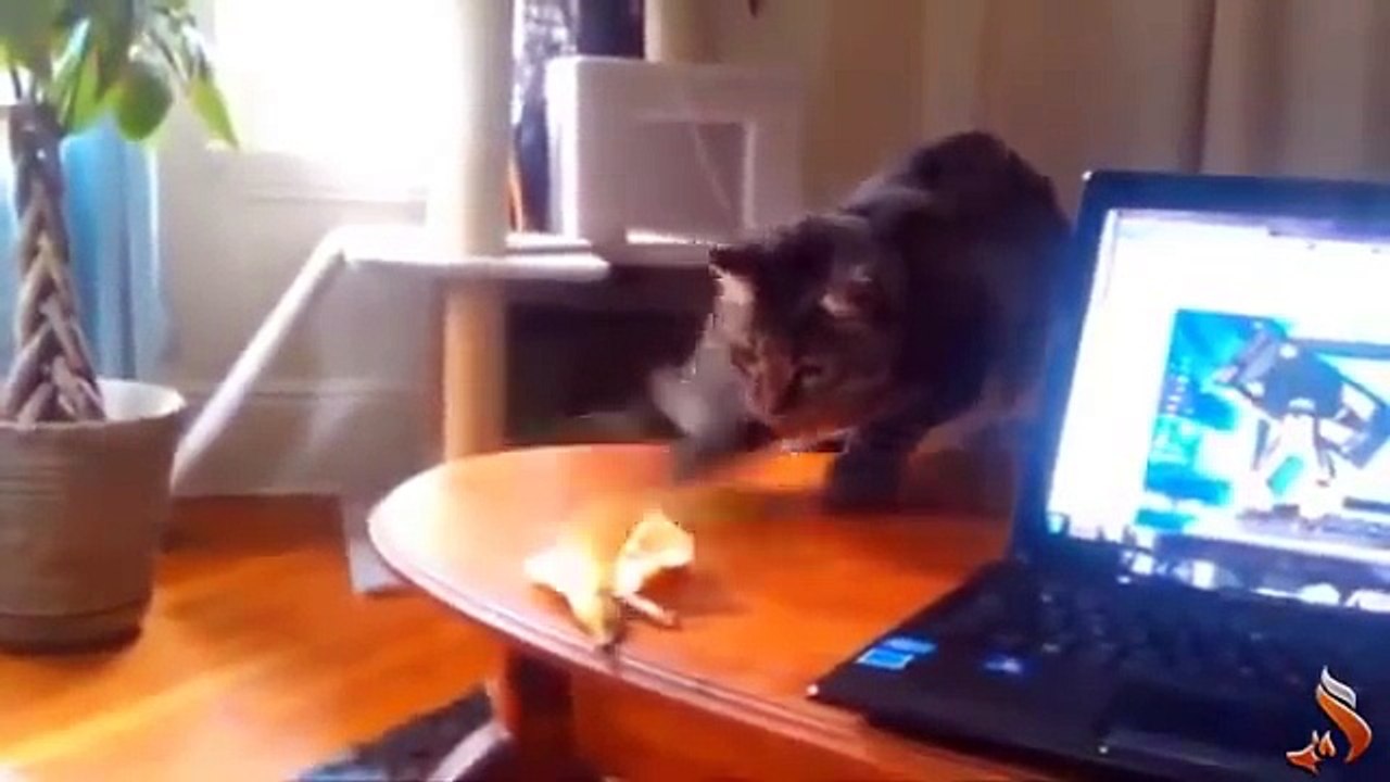 Funny Animals Fail Compilation 2013 funny pets