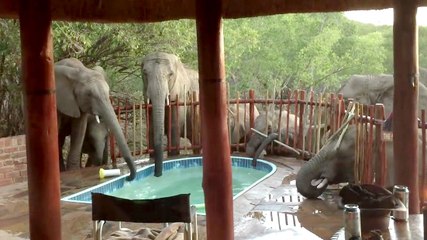 Pool Party avec des éléphants