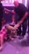 Honolulu nightclub bouncers captured using excessive force