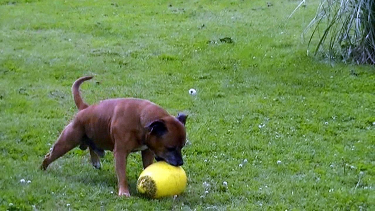 23.5 BULLY-BOY des Têtes Brûlées à STAFFORDLAND bien sûr !