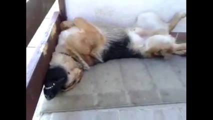 Download Video: Snoring dog sleeps in hilariously awkward position !