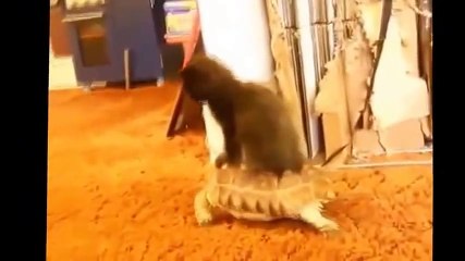 Stupid Animals - Very Funny Video 2014