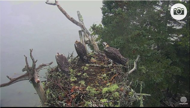 Attaque d'un Aigle d'Amérique sur un nid de rapaces
