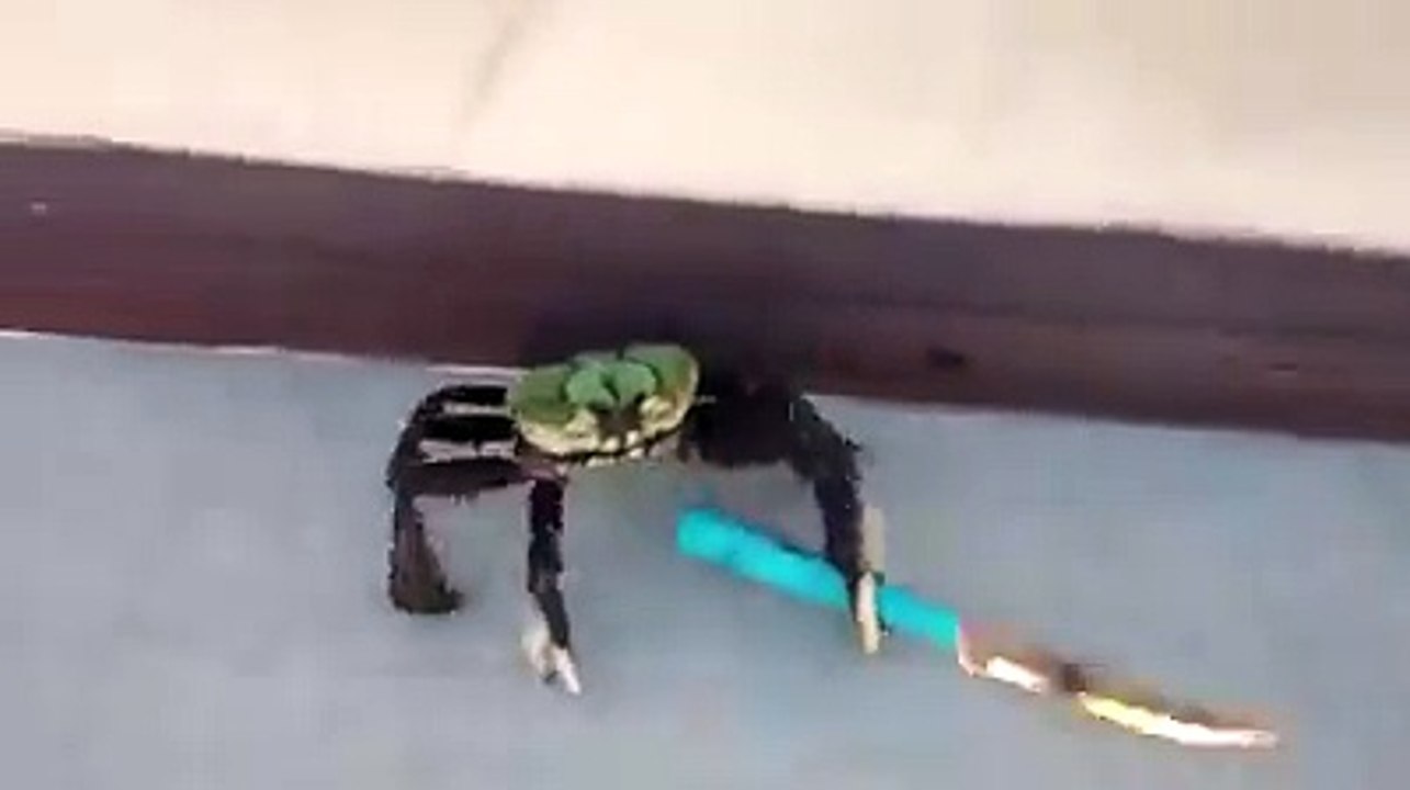un crabe combattant