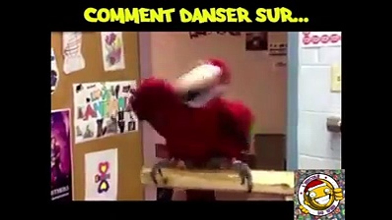 perroquets .. Chants et danse