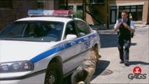 Throwback Thursday - Worst Police Dog Ever!