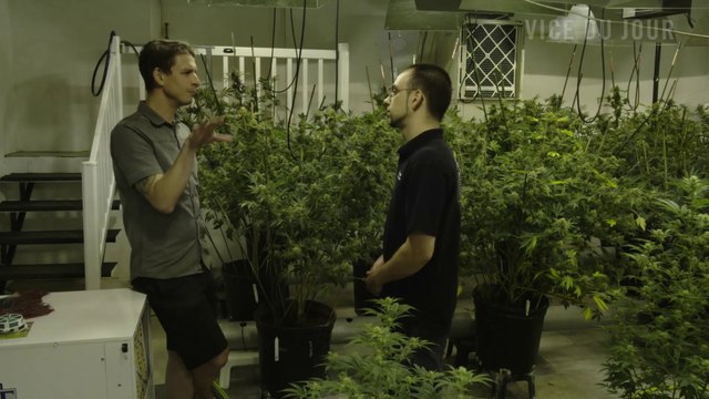 Visite de la serre d'un des producteurs de cannabis les plus primés au Canada (VICE) (Juillet 2016) (FR)