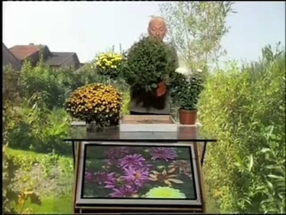 Chrysantheme