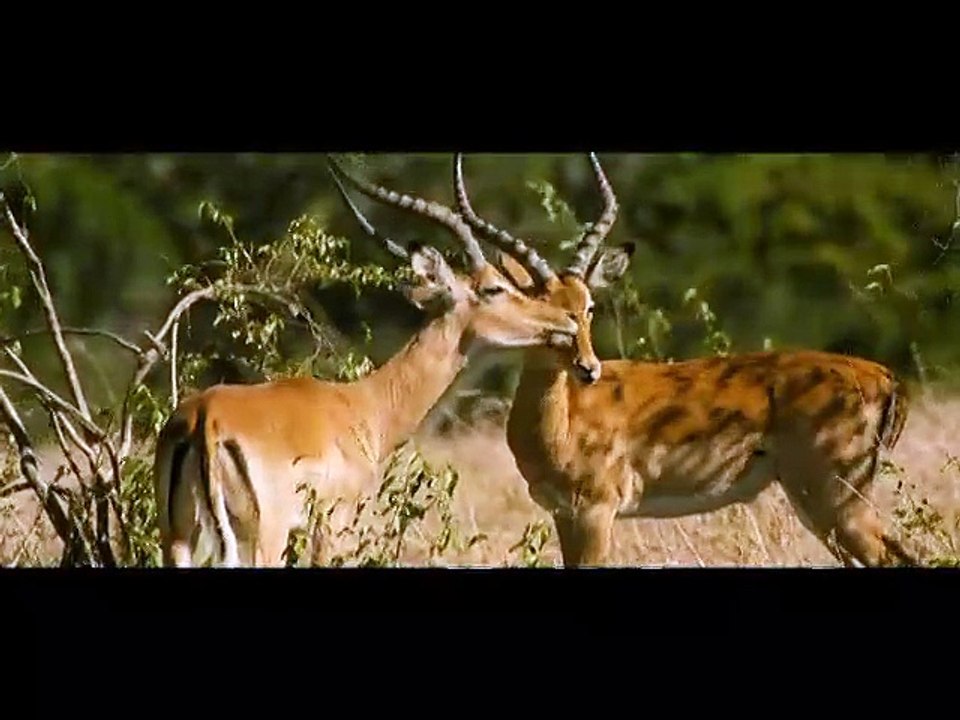 Les animaux amoureux