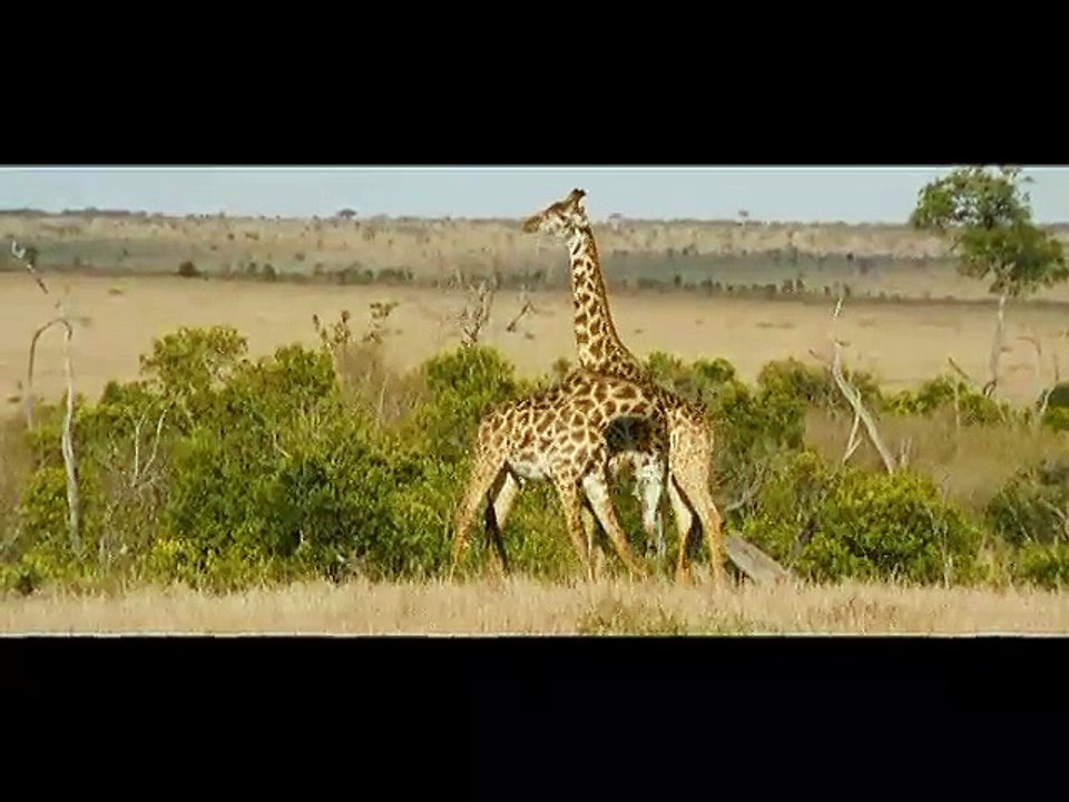 Les animaux amoureux -Ext1