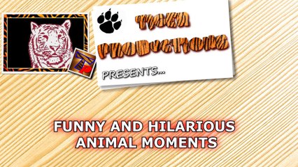 What could possibly be more entertaining and funny than animals - Super funny animal compilation