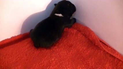 4ème vidéo Chiot n°3 mâle de la 25ème portée de Staffordland