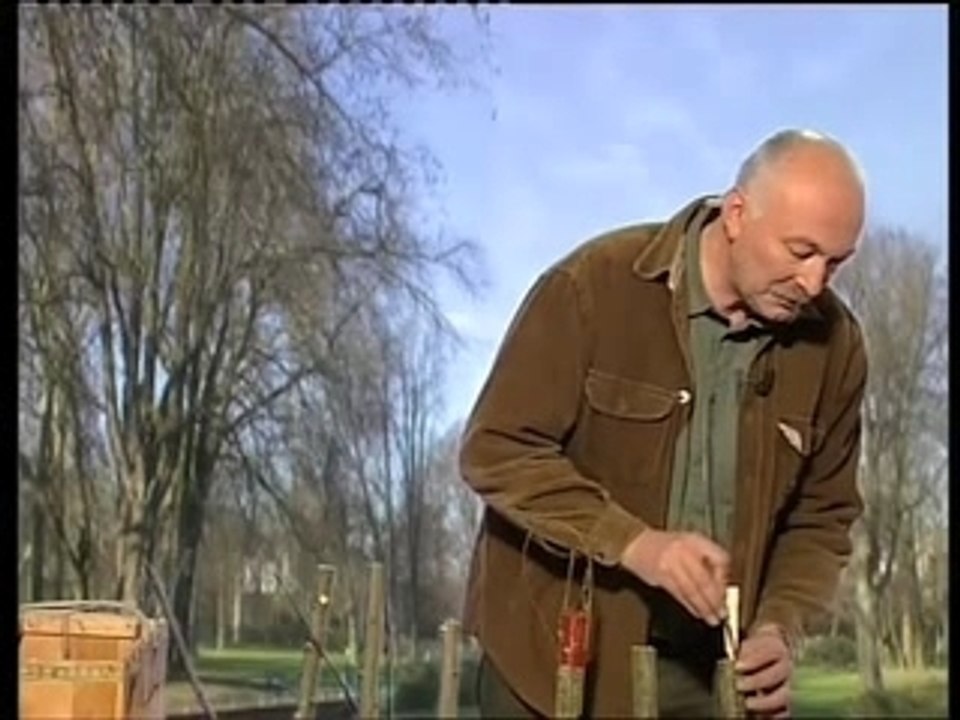 Greffe en fente