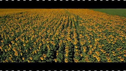 "Bol Şans" | Fragman