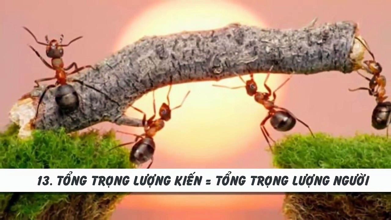 17 sự thật bậy bạ không thể tin nổi