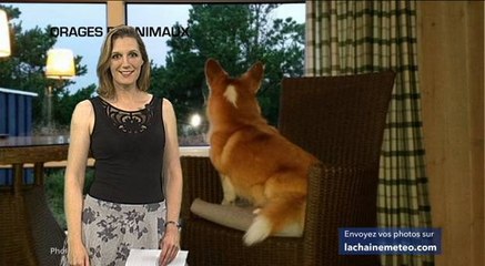Orages et animaux : leurs comportements expliqués