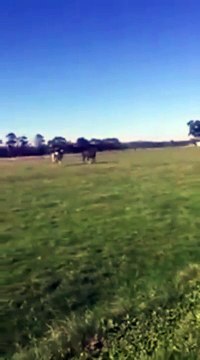 Un cheval vraiment pas content.. Headshot et KO direct