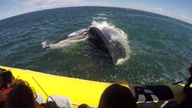 Des touristes on vu une baleine passer très près du bateau.