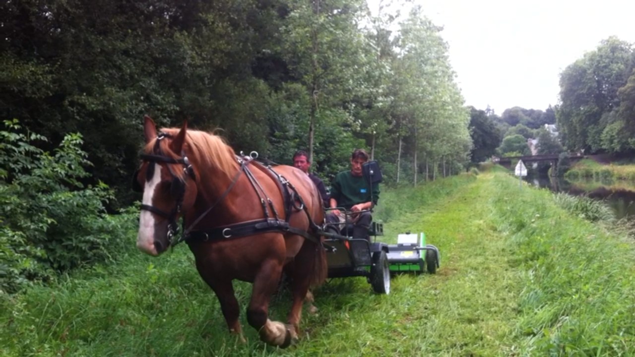 Le cheval Vivaldi aide à la tonte