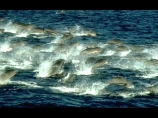 No me vuelvo a enamorar