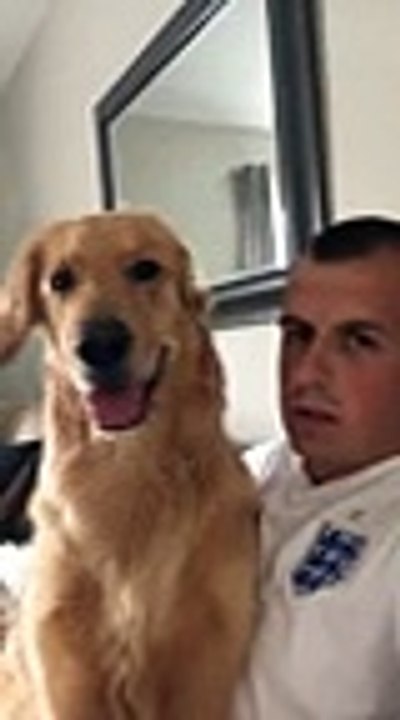 Cão tem reação impagável ao descobrir da boca do dono que vai ter um irmãozinho