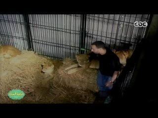 صاحبة السعادة | السقا يحكى تفاصيل  مهاجمة أسد له أثناء تصوير أفريكانو