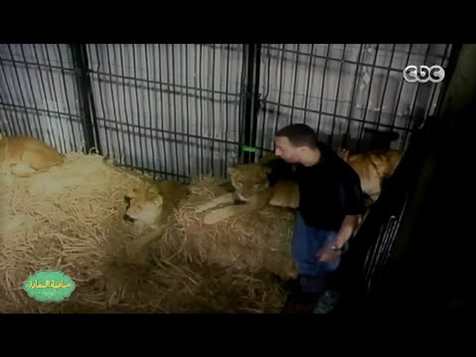 صاحبة السعادة | السقا يحكى تفاصيل  مهاجمة أسد له أثناء تصوير أفريكانو